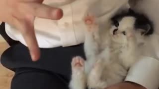 Adorable rato de juego con un pequeño gatito