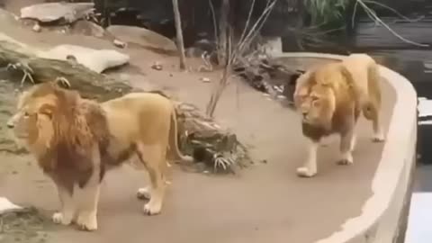 Lion fail