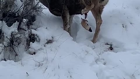 Injured Deer Walks with Hanging Foot