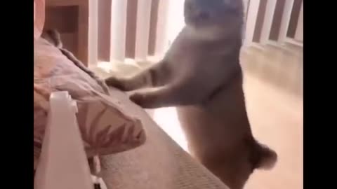 🙀😹😹Very funny video with animals😍😍