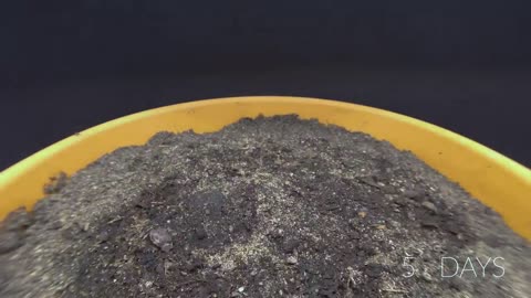 Growing a POMEGRANATE TREE Time Lapse