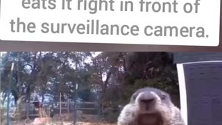 groundhog has been stealing a farmer's crops & eats it right in front of the surveillance camera.