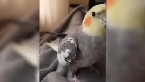 Smart and Beautiful Parrot Singing