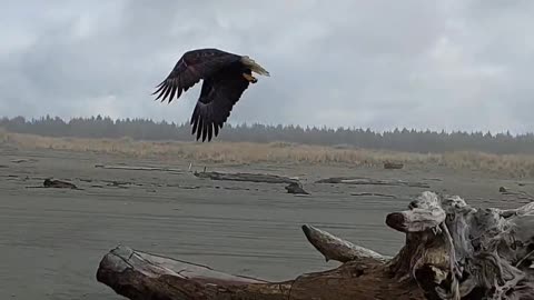 Regular Speed of Eagle Taking Flight at the Beach. Slow Motion in Separate Video