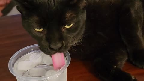 Spoiled Cat Sips Filtered Ice Water