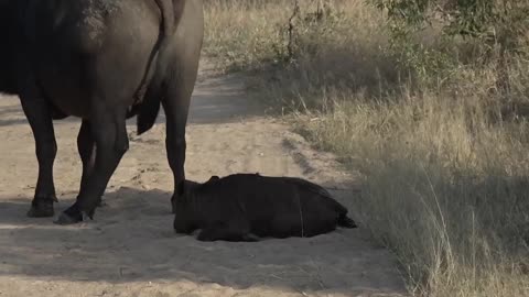 This newborn buffalo calf is having the best time of its life-