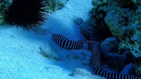 Zebra Moray 🦓