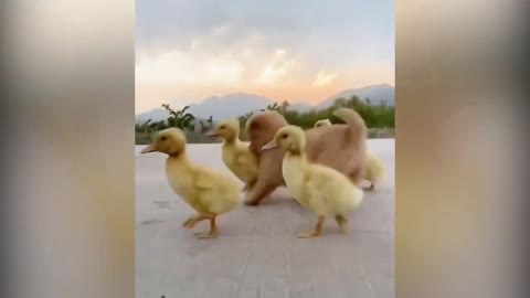 Cute Puppy Became The Boss Of Five Ducklings