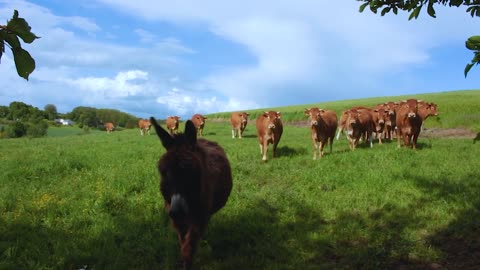 Curious Donkey And Cows Approach The Camera