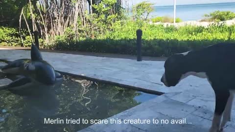 Great Dane Scared of Orca Toy! Funny!