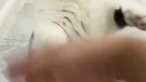 video of kitten learning to defend itself