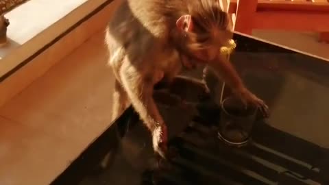 Funny Monkey drinking 🍺🍻😂😂