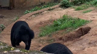 Two Bear playing