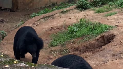 Two Bear playing