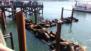Will you sea dogs be quiet! Sea Lions take over Newport Oregon