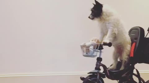 Dog rides tricycle with toddler pushing