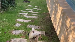 Pug Has Peculiar Way of Peeing