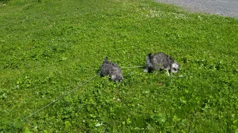 Ginger and Trixie's first time with their paws on grass