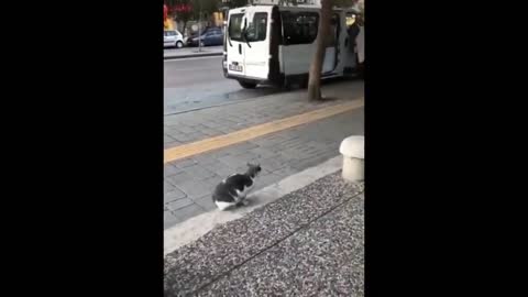 CATS ATTACKING PEOPLE COMPILATION - A MUST WATCH VIDEO OF 2020 (CRAZY CATS BEHAVIOR) | IPET