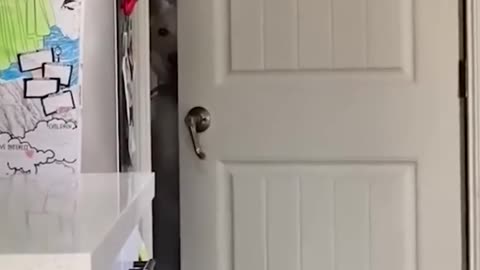 funny dog opens a door