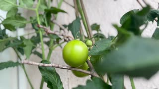 Update of balcony tomatoes. More fruits have grown.