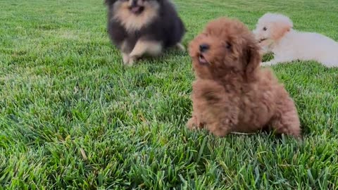 Puppies at Play: Frolicsome Moments Amidst Nature's Canopy