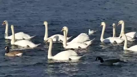 swans swimming in river.