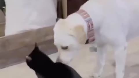 funny cat and dog video😂 //..