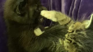 Kittens wrestle