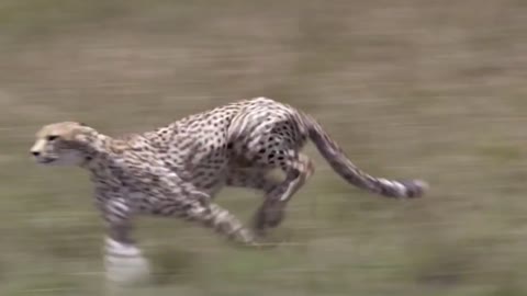 WORLD’S FASTEST ANIMALS FAIL! Grant’s Gazzele Take Down Cheetah With Horns, Lion Hunt Imapala Fail19