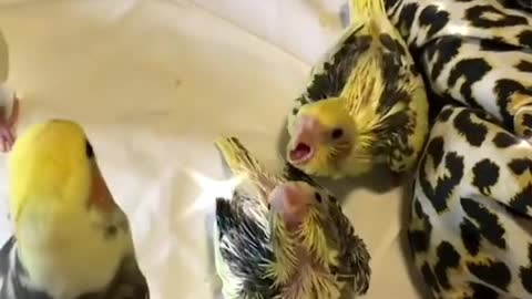Amazing Rose Ringed parakeet Mom And Baby Videos