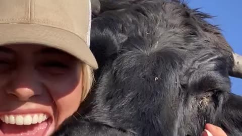 Bull Cuddles and Kisses