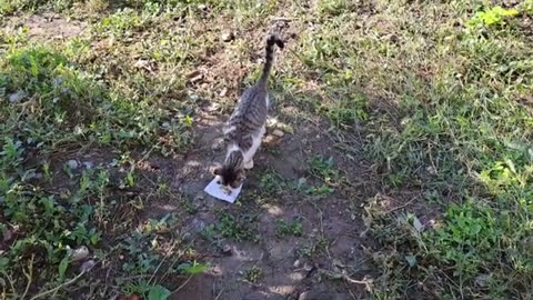 I gave food to a cute cat walking in the yard. Soothing cat video.