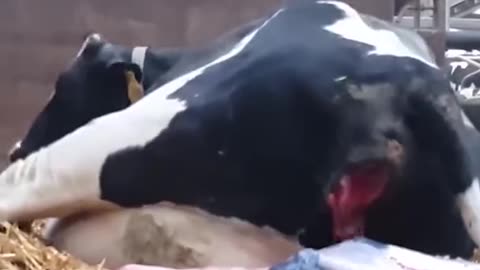 COW GIVING BIRTH😱😱 #shorts #viral #trending #animals