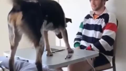 #11 of the 2022 Best Funny Videos: Cute Cats and Funny Dogs