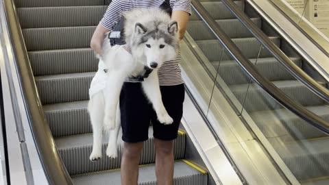 Boyfriend Carries Dog Down the Mall Escalator