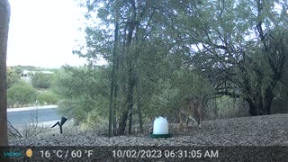 Coyote in front of our house