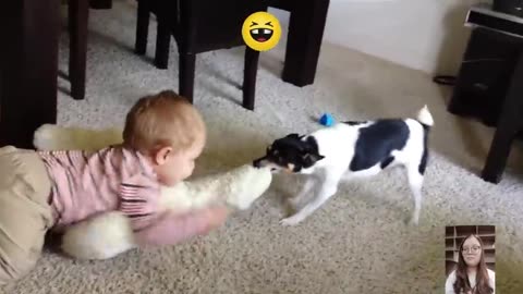 Dog funny video