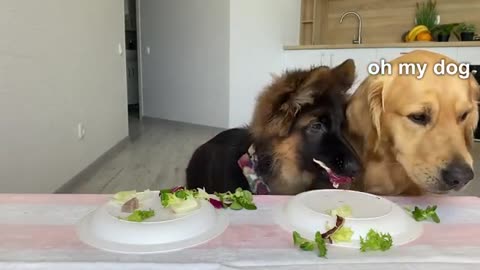 Dog Reviews Food with German Shepherd Brother - Part 2