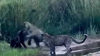 Honey Badger Fights of 3 Jaguar Cubs.