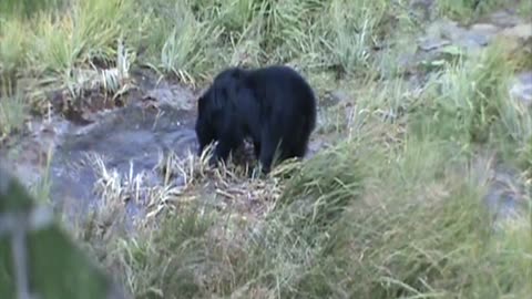 Bear Encounter - Only 3 yards away!