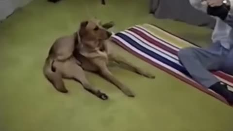 Dog Doing Yoga