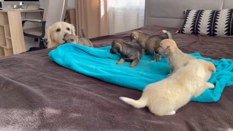Dog Meets Puppies for the First Time