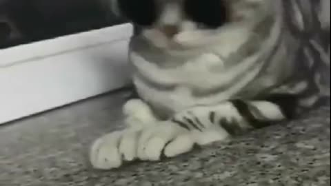 Funny and beautiful cat wearing glasses