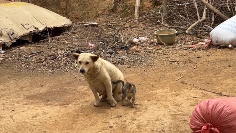 Friendship between kittens and big dogs