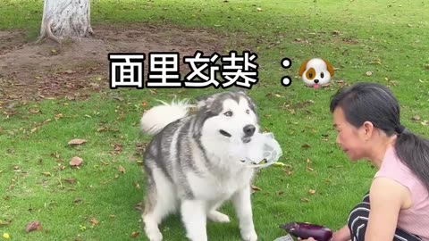 Dog and puppies funny animals video 🤣