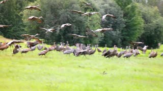 When an Eagle Attacked Sandhill Cranes in Fairbanks, Alaska on August 21, 2021