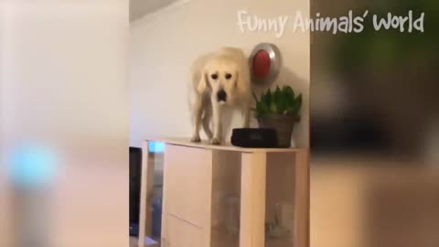 Funniest Cats And Dogs Videos Moment.
