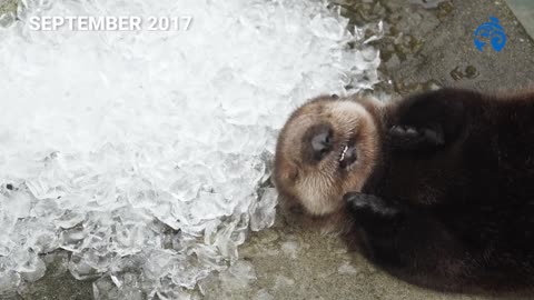 Cutest Sea Otter Pup | Meet Hardy | Vancouver Aquarium