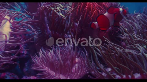 Clownfish Swimming By Pink Anemones In Aquarium